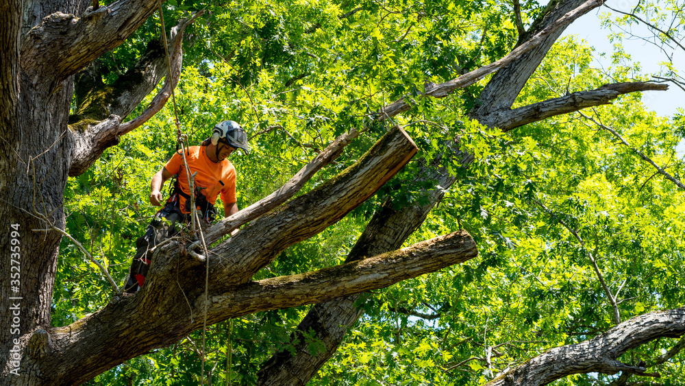 Worker in orange shirt in tree cutting off dead branches