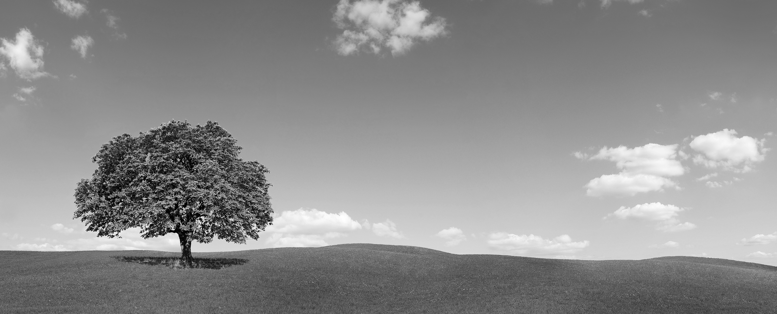 tree in field monochrome